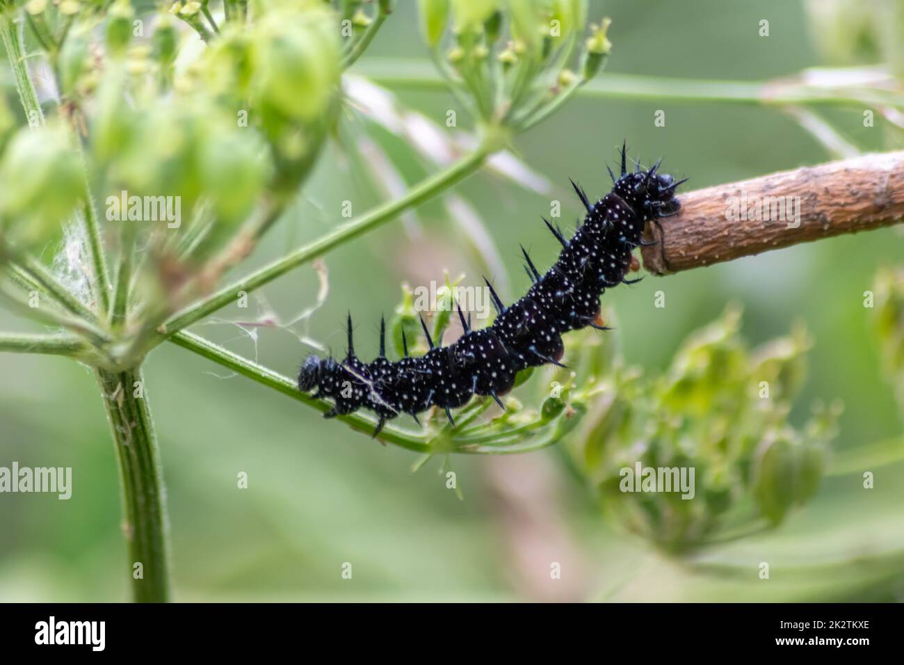 Il grande bruco nero con puntini bianchi, tentacoli neri e piedi arancioni è la bella grande larva della farfalla pavone che mangia foglie ed erba prima della mutazione in una farfalla tramite metamorfosi Foto Stock