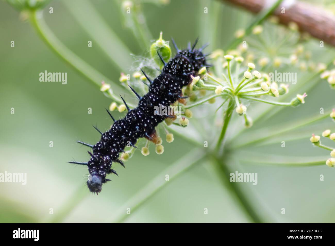 Il grande bruco nero con puntini bianchi, tentacoli neri e piedi arancioni è la bella grande larva della farfalla pavone che mangia foglie ed erba prima della mutazione in una farfalla tramite metamorfosi Foto Stock
