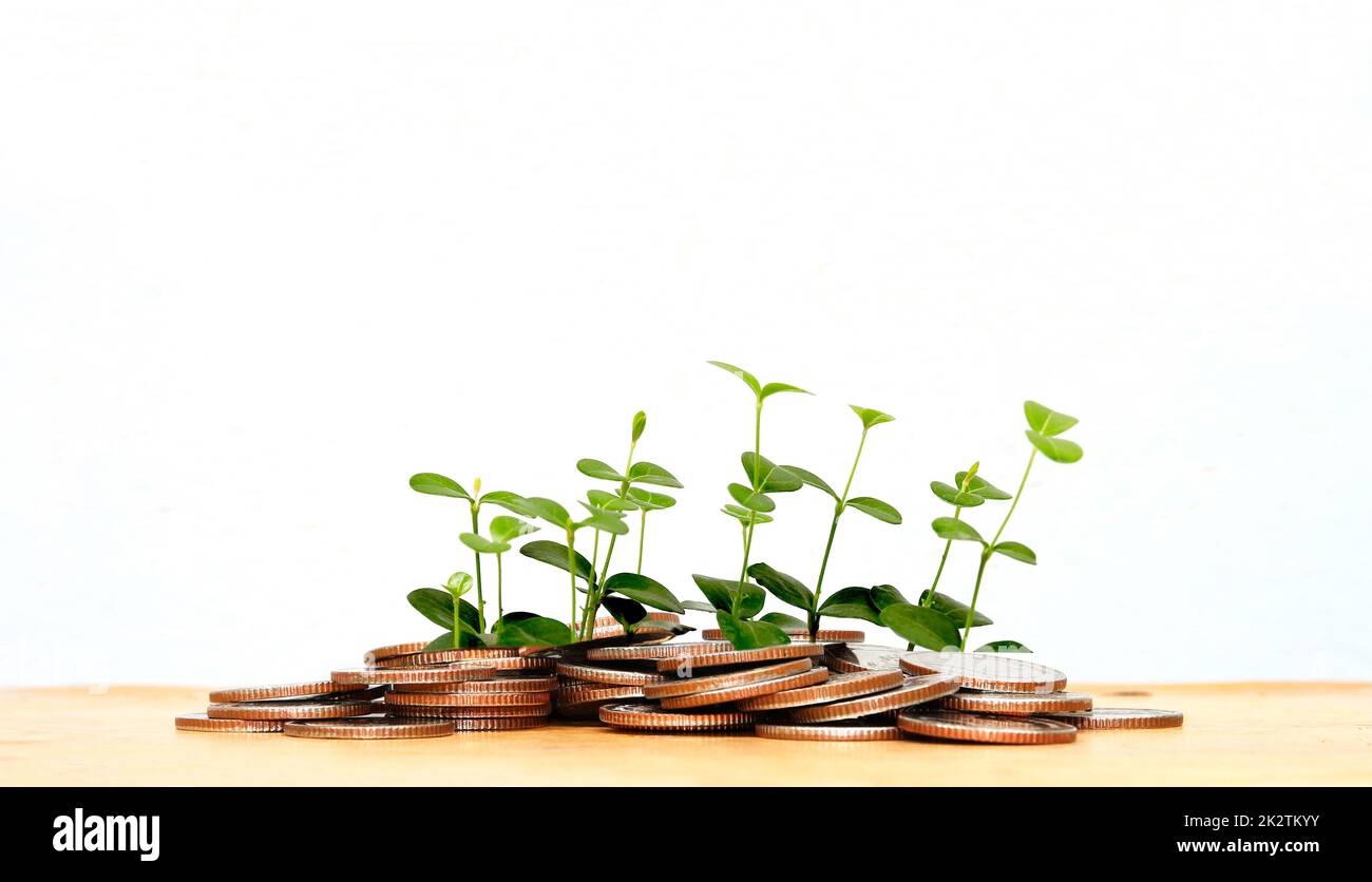 la pianta giovane sta crescendo germogliando da monete di risparmio isolato su bianco. Concetto di investimento Foto Stock
