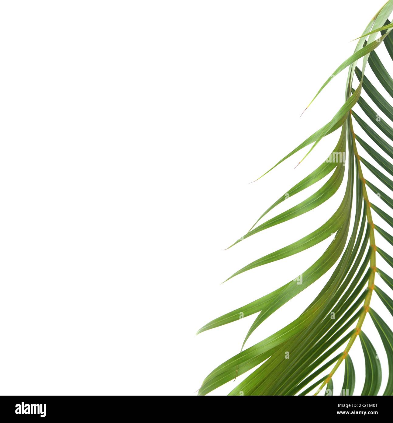 foglia verde di palma su sfondo bianco con ritaglio percorso Foto Stock