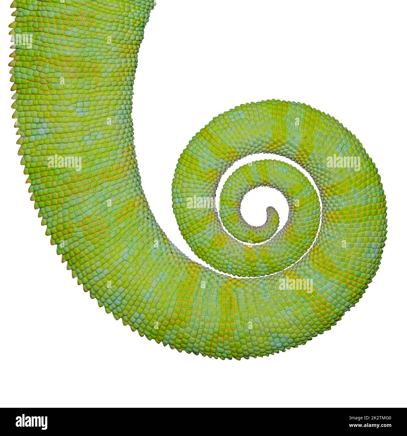 Coda Chameleon primo piano isolato sul retro bianco. Foto Stock