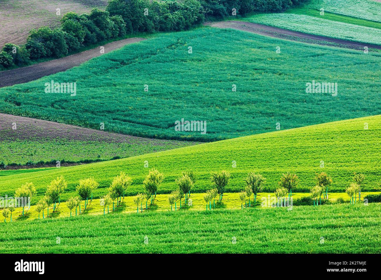 Alberi di mele in campi ondulati della Moravia Foto Stock Alberi di mele in campi ondulati della Moravia Foto Stock