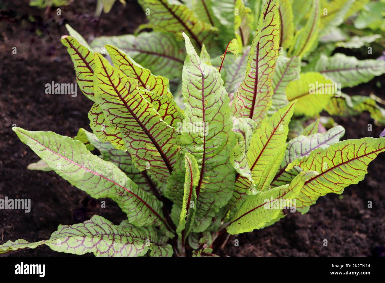 Sangue veninato Sorrel crescere in Raised Bed Foto Stock