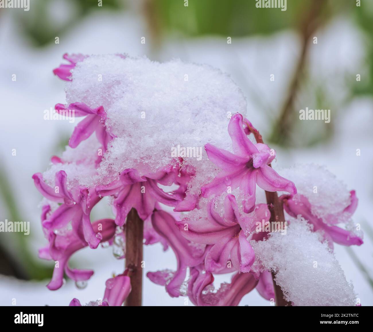 Fiore viola giacinto nella neve Foto Stock
