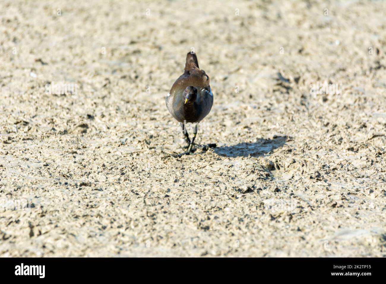 Ferrovia europea o comune, (Rallus aquaticus) in albufera, lago di Maiorca, alla ricerca di piccoli crostacei da mangiare Foto Stock