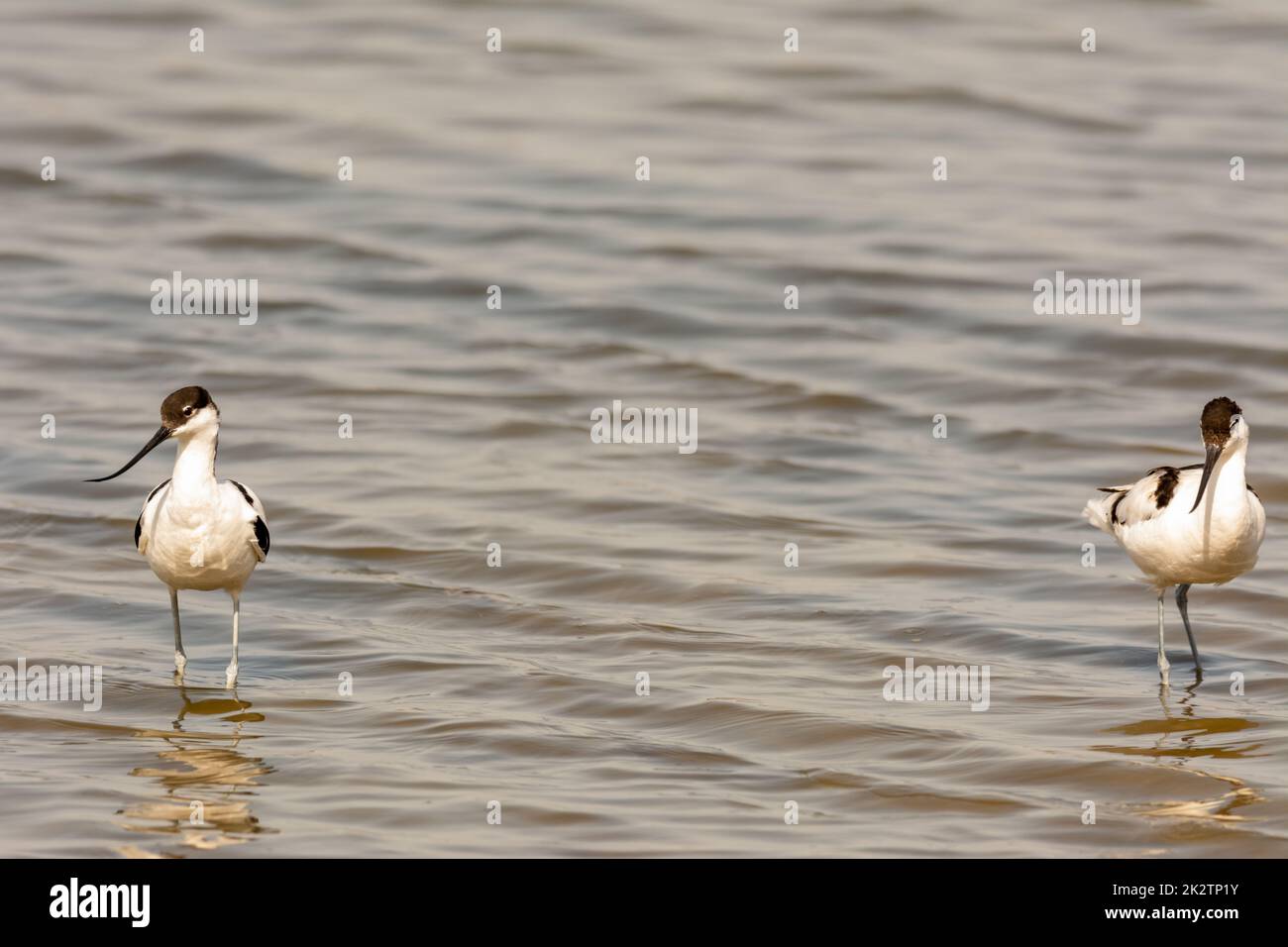 Uccelli acquatici, guado, selvaggi in un lago, nutrirsi alla ricerca di piccoli crostacei Recurvirostra avosetta Foto Stock