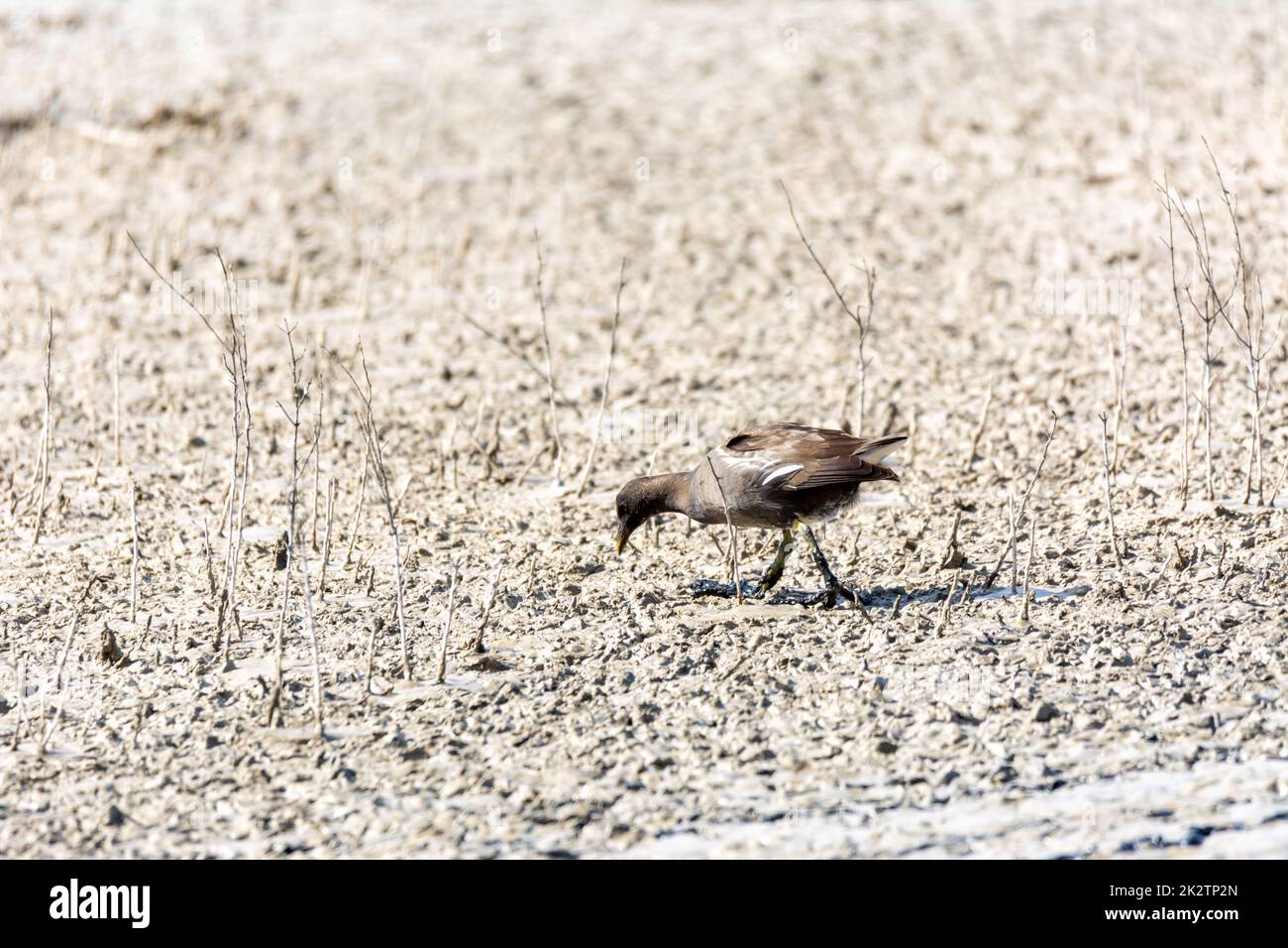 Ferrovia europea o comune, (Rallus aquaticus) in albufera, lago di Maiorca, alla ricerca di piccoli crostacei da mangiare Foto Stock