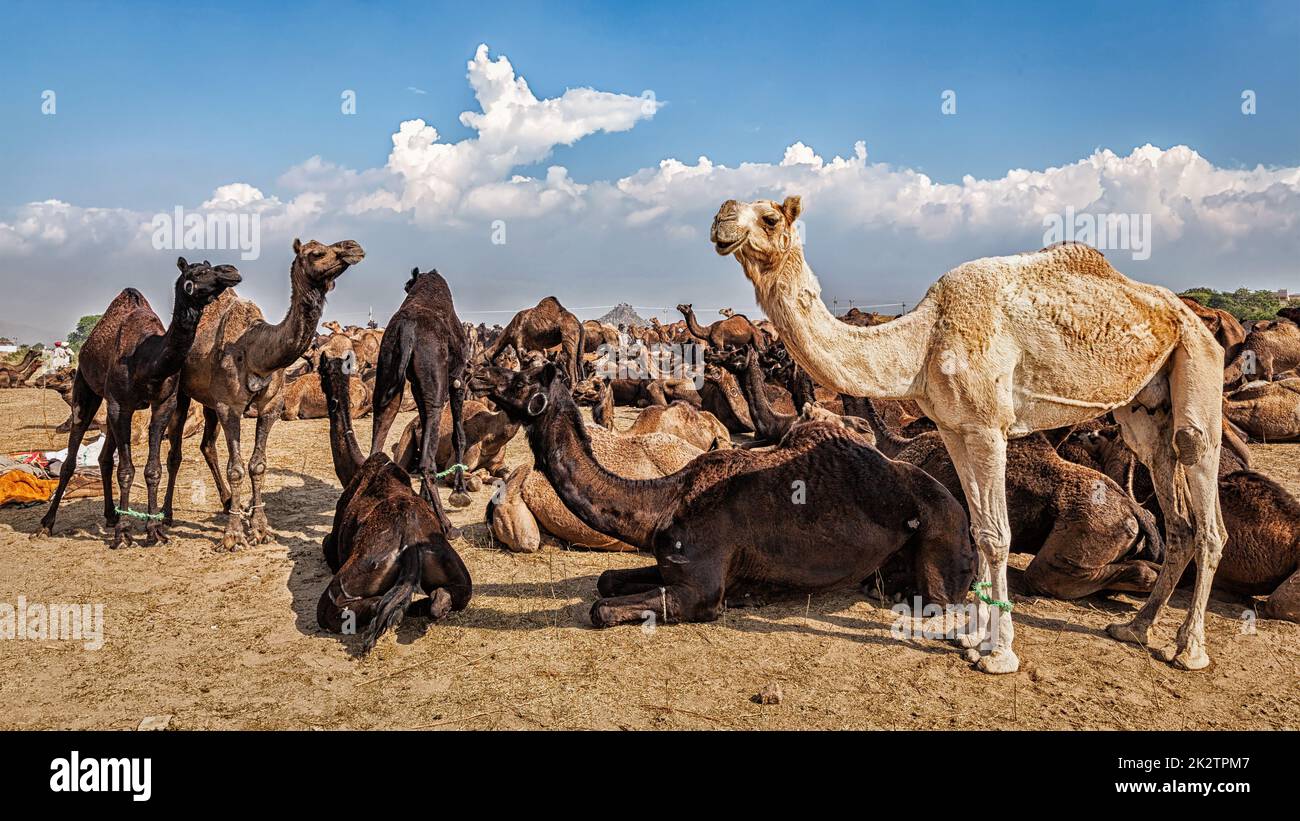 Cammelli a Pushkar Mela Camel Fair, India Foto Stock