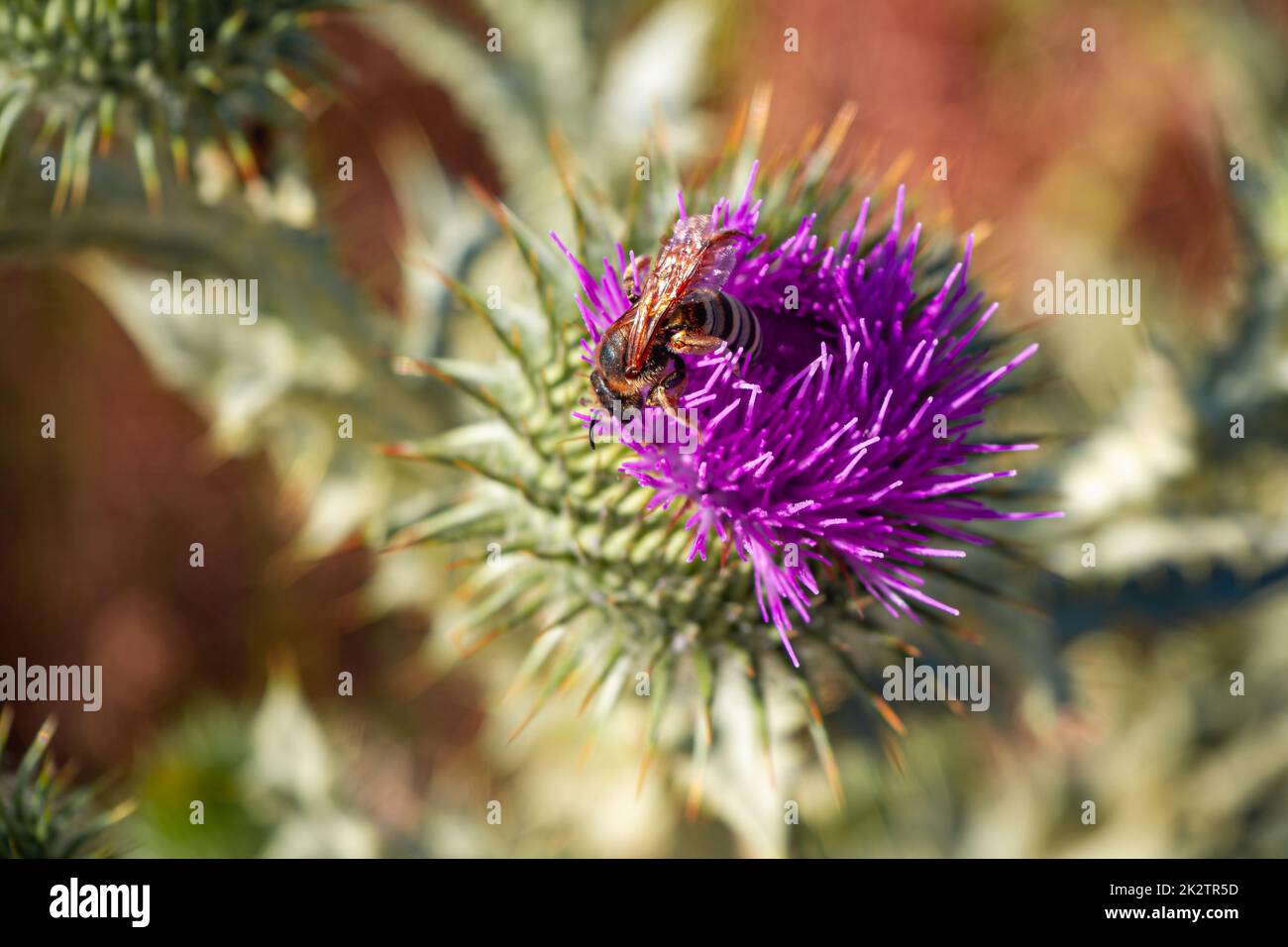 Cardo di latte (Silybum marianum (L.) Gaertner) - una specie di pianta appartenente alla famiglia delle Asteracee. Foto Stock