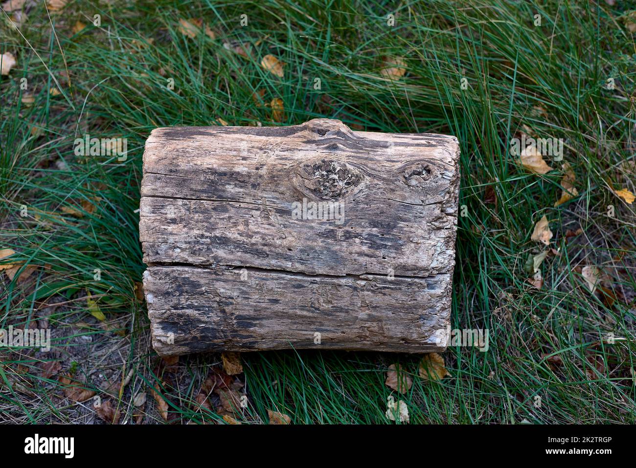 Un ceppo tagliato di legno sulla cima dell'erba. Foto Stock