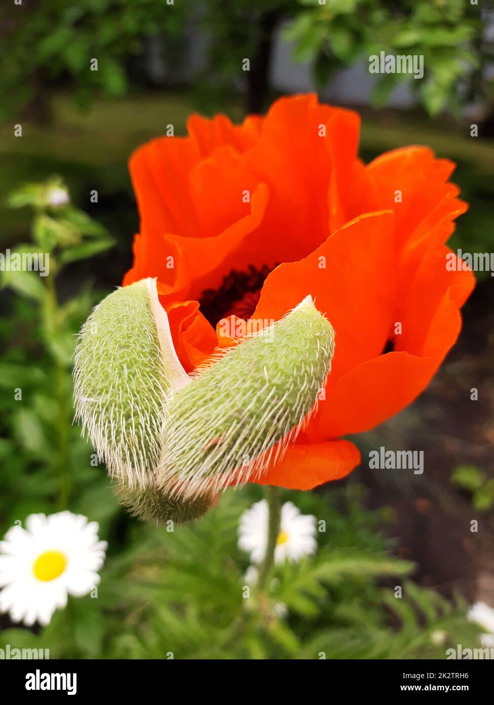 Apertura giovane fiore papavero Foto Stock