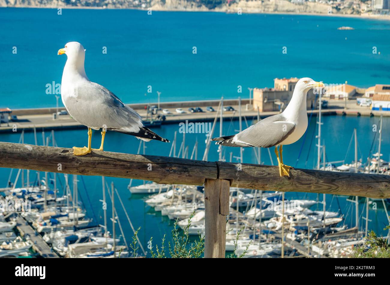 Gabbiani con il porto di pesca sullo sfondo a Calpe, Spagna Foto Stock