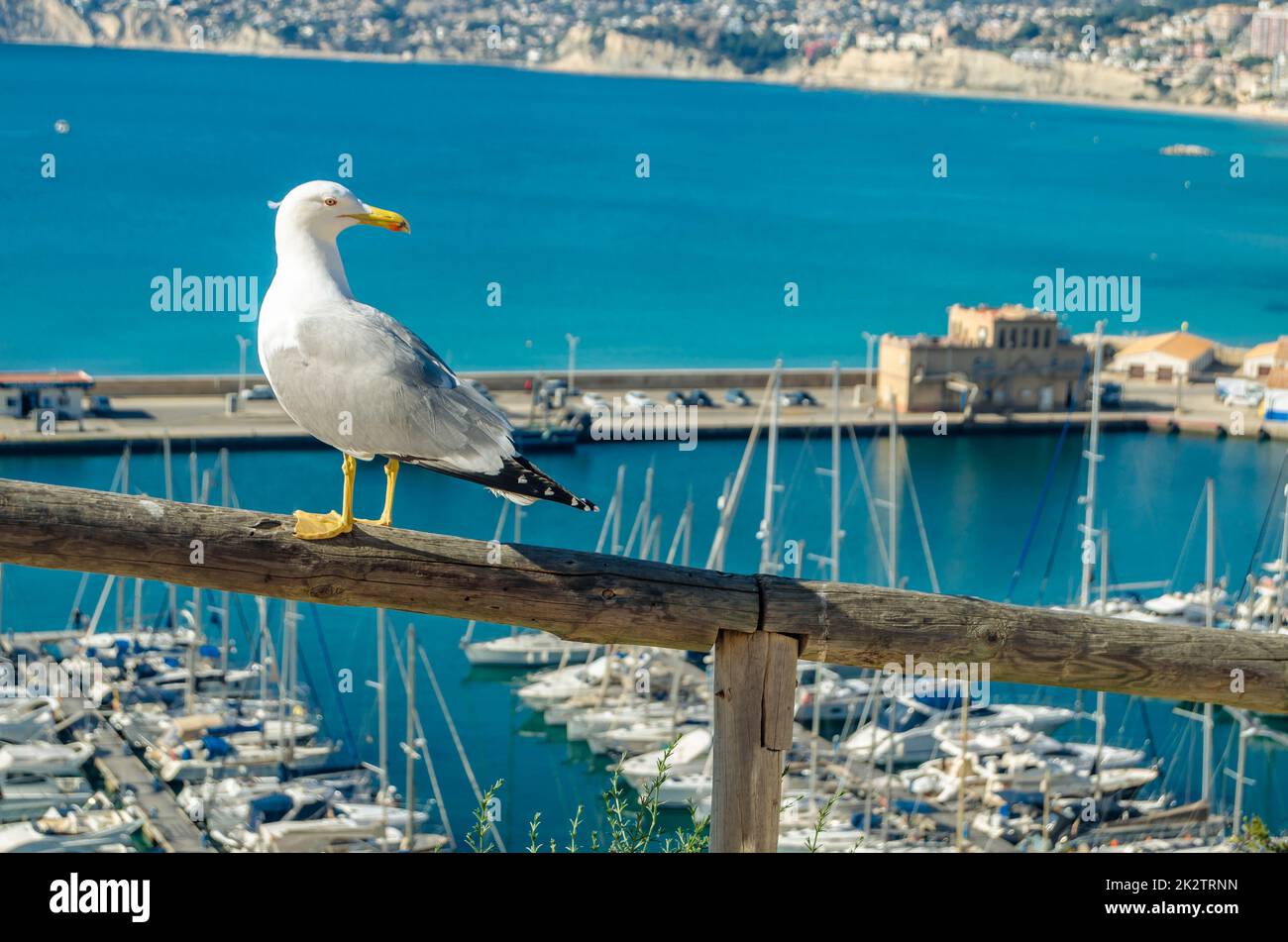 Gabbiani con il porto di pesca sullo sfondo a Calpe, Spagna Foto Stock