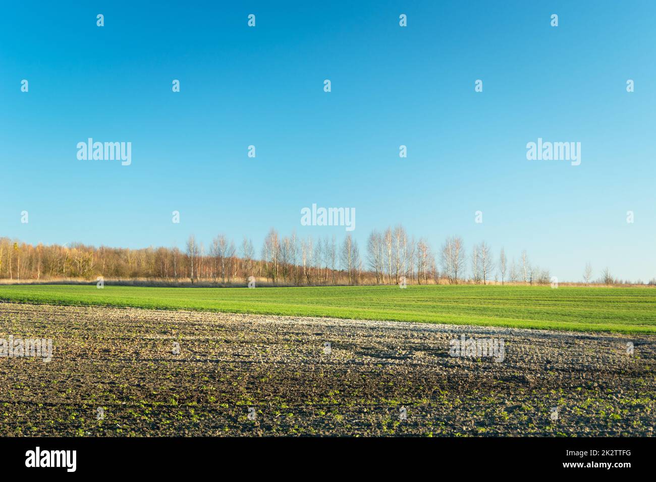 Campi e alberi all'orizzonte, vista primaverile Foto Stock
