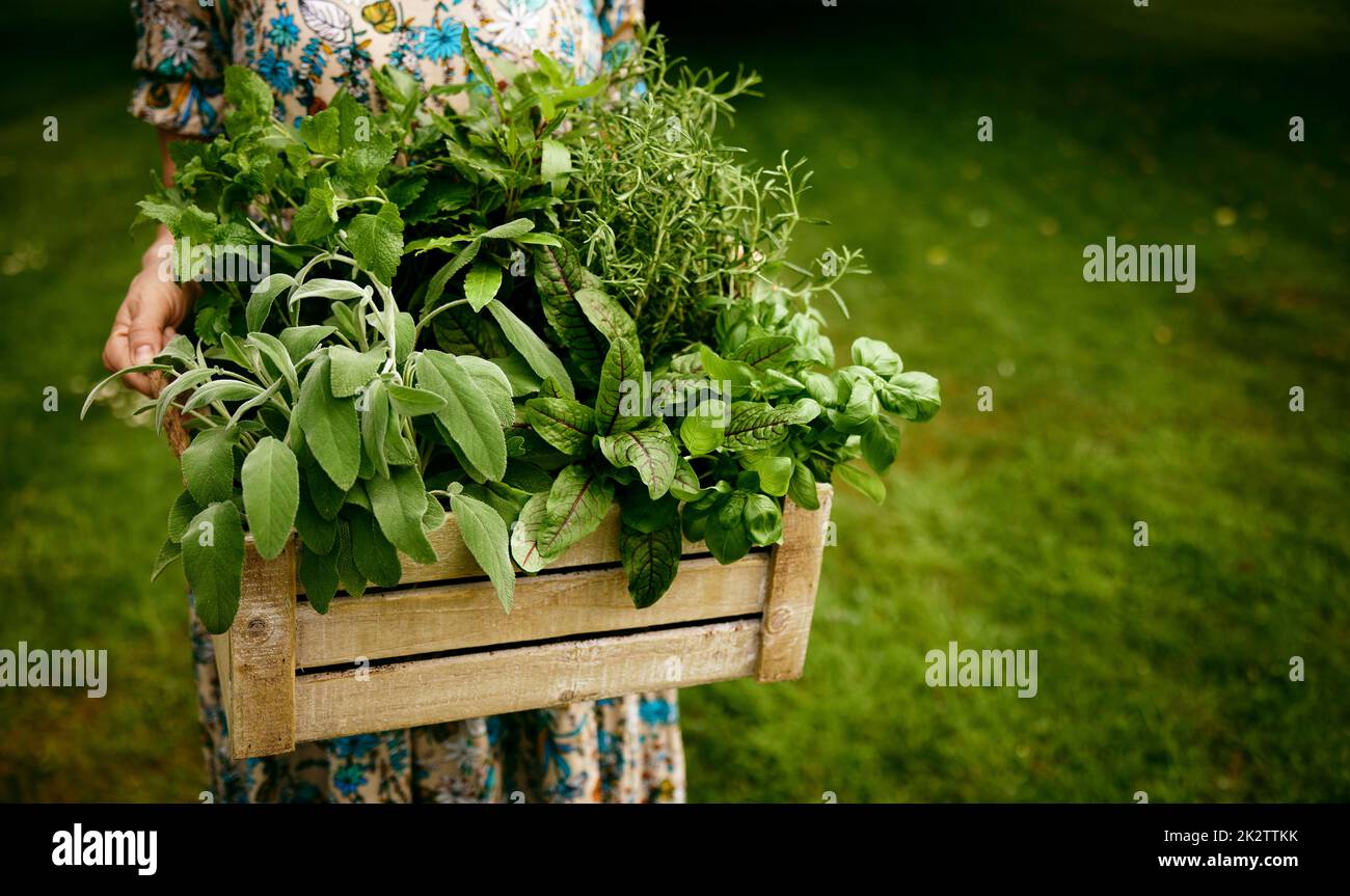 Donna senza volto con verdi raccolti in campagna Foto Stock