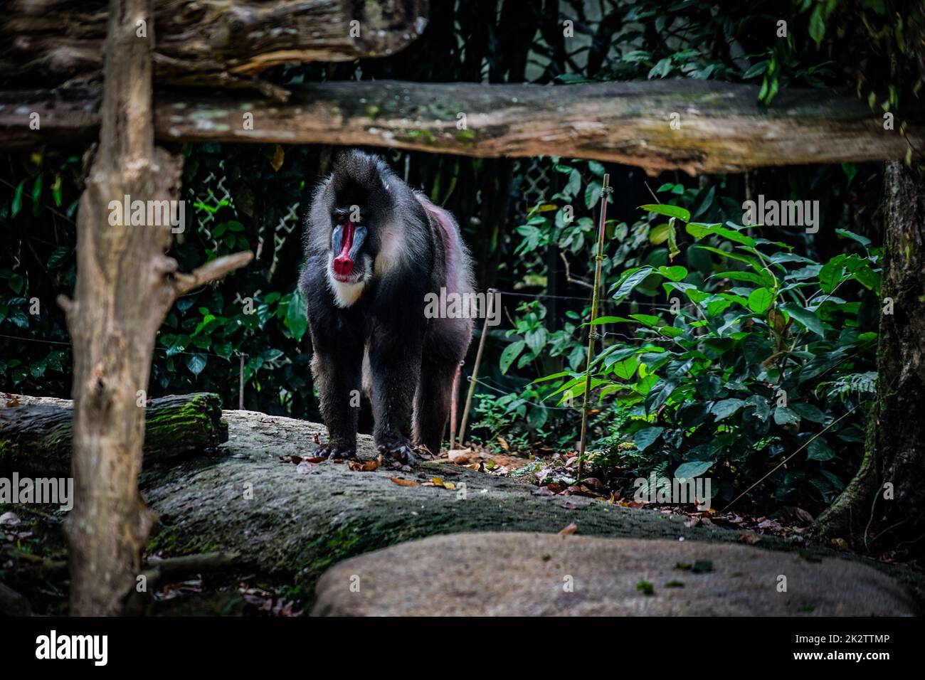 Mandrill in piedi nella giungla luogo roccioso Foto Stock