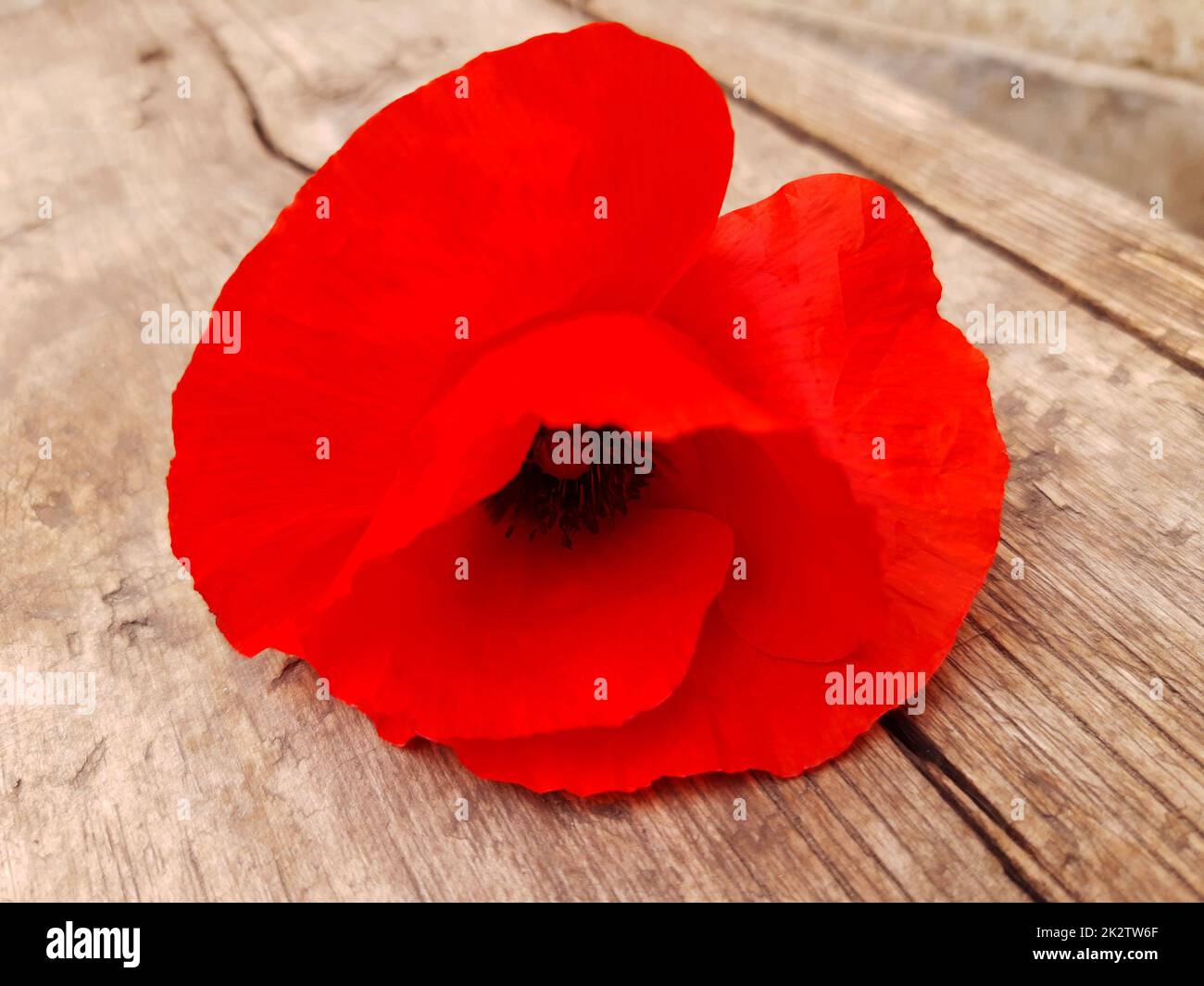 Papavero rosso fiore close up Foto Stock