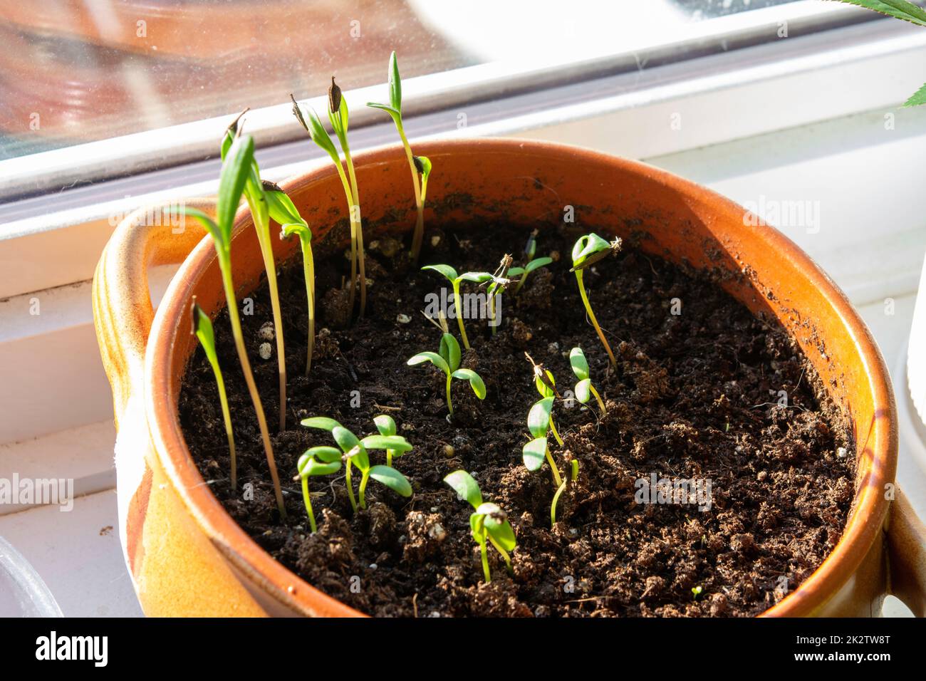 Plantule in piatti di ceramica sul davanzale Foto Stock