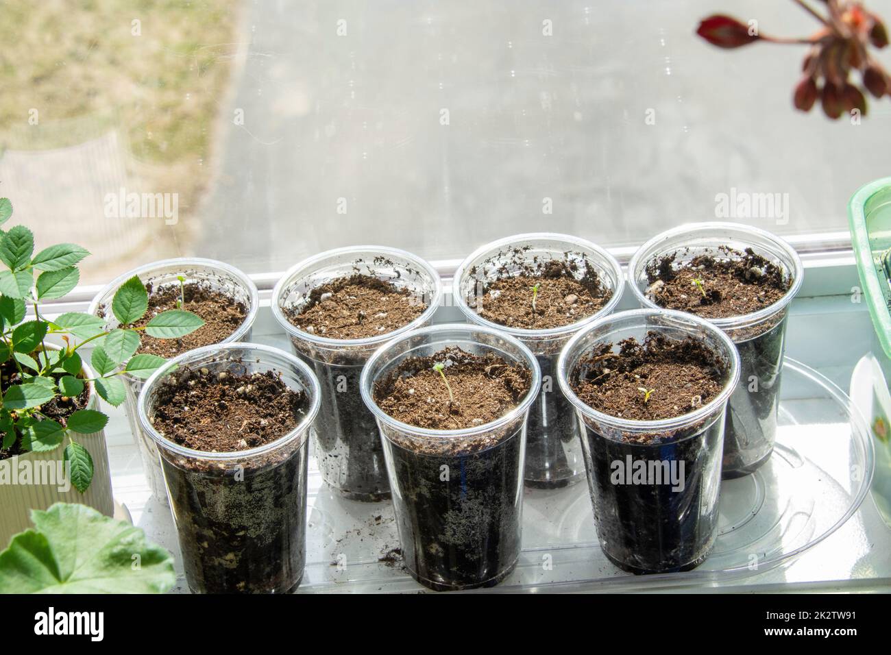 Piantine in coppe di plastica sul davanzale Foto Stock