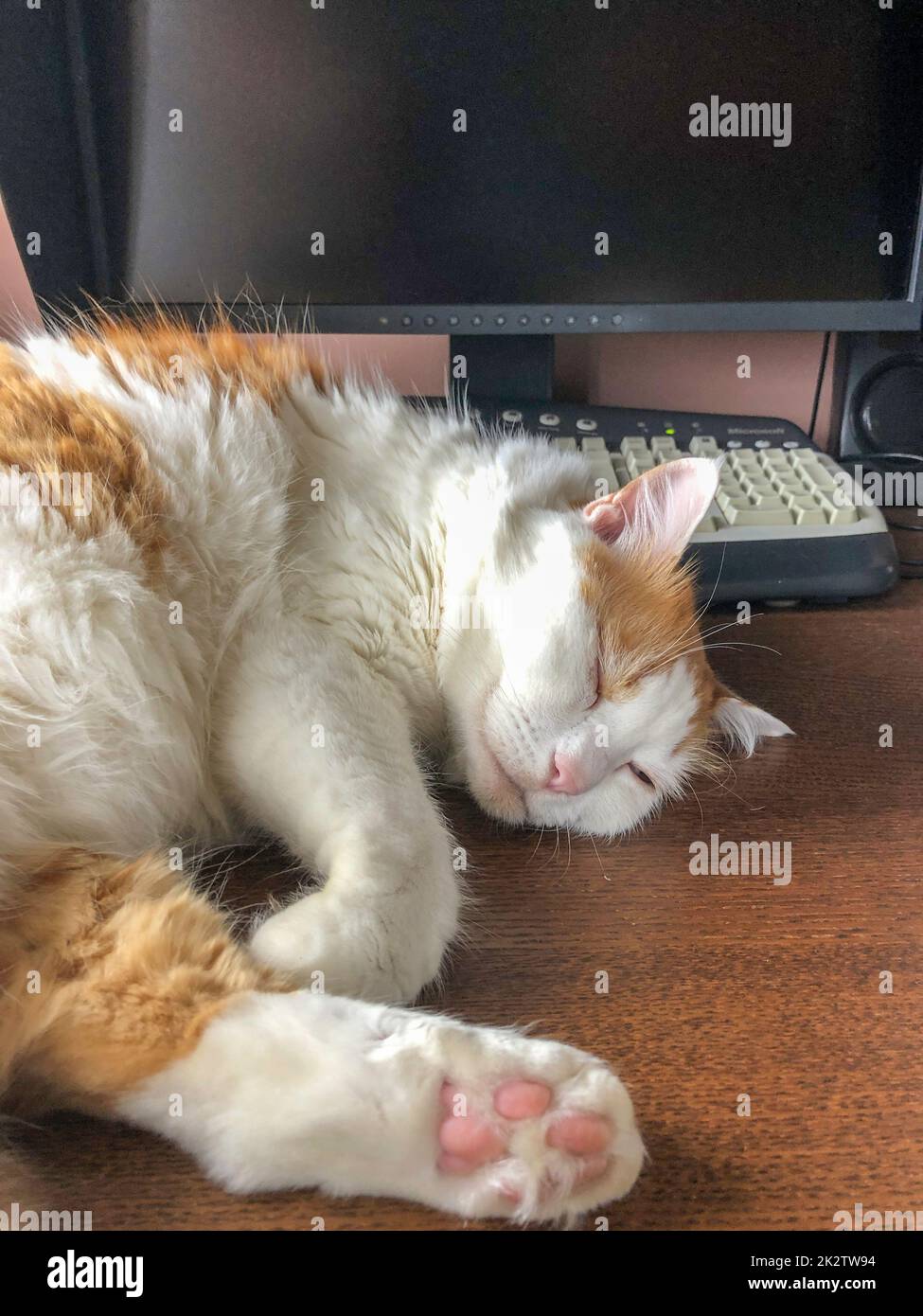 Gatto che dorme su una scrivania del calcolatore Foto Stock