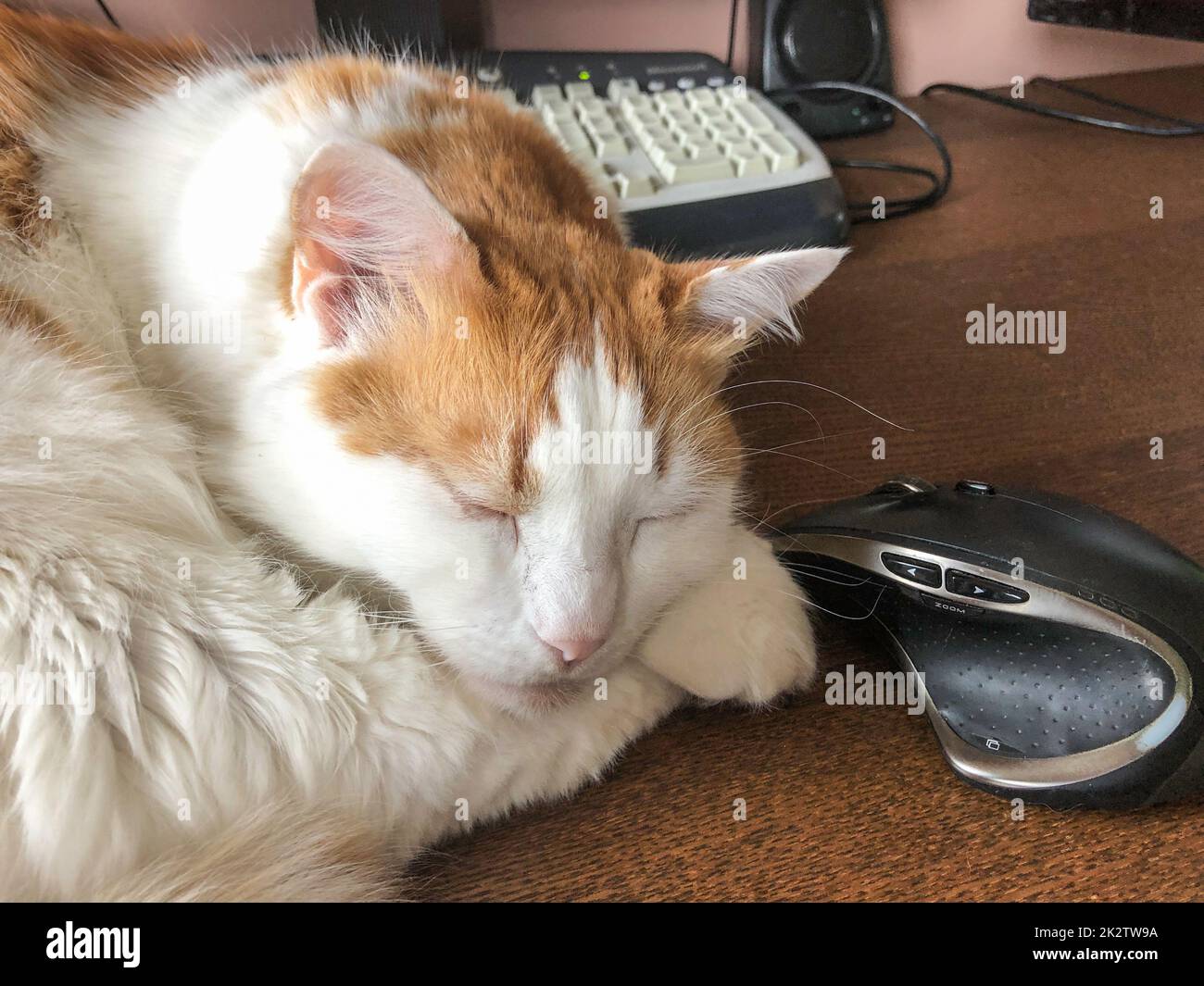 Gatto che dorme al computer, primo piano Foto Stock