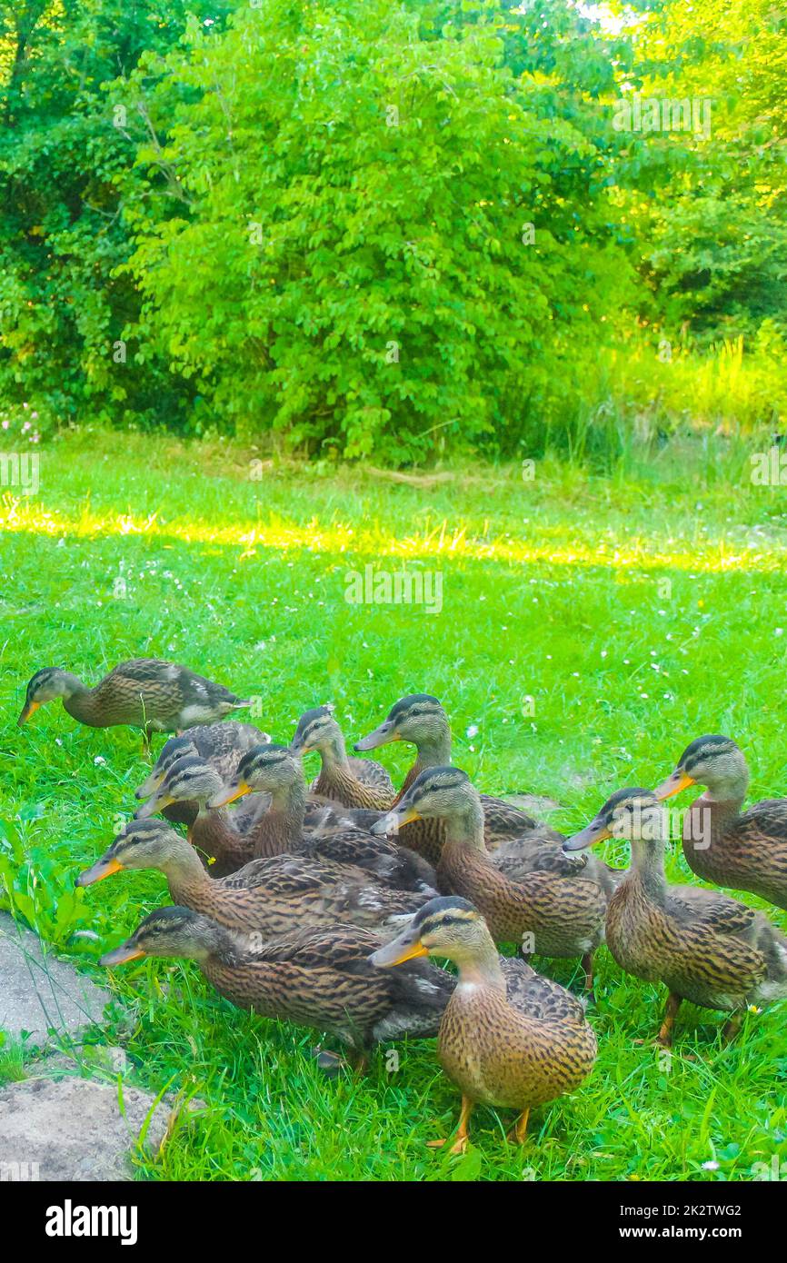 Femmina maschio anatre mallard su erba verde sfondo naturale Germania. Foto Stock