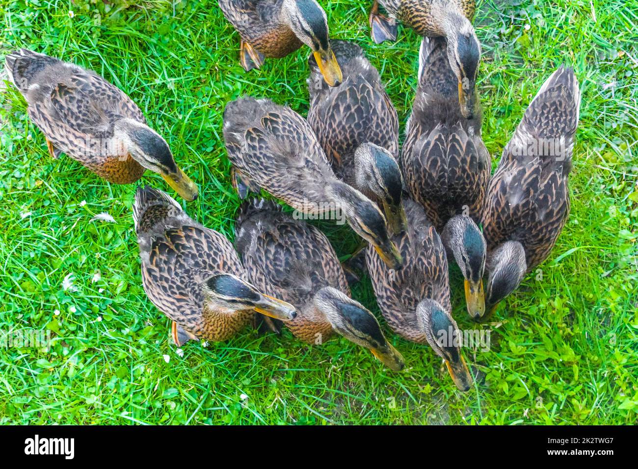 Femmina maschio anatre mallard su erba verde sfondo naturale Germania. Foto Stock