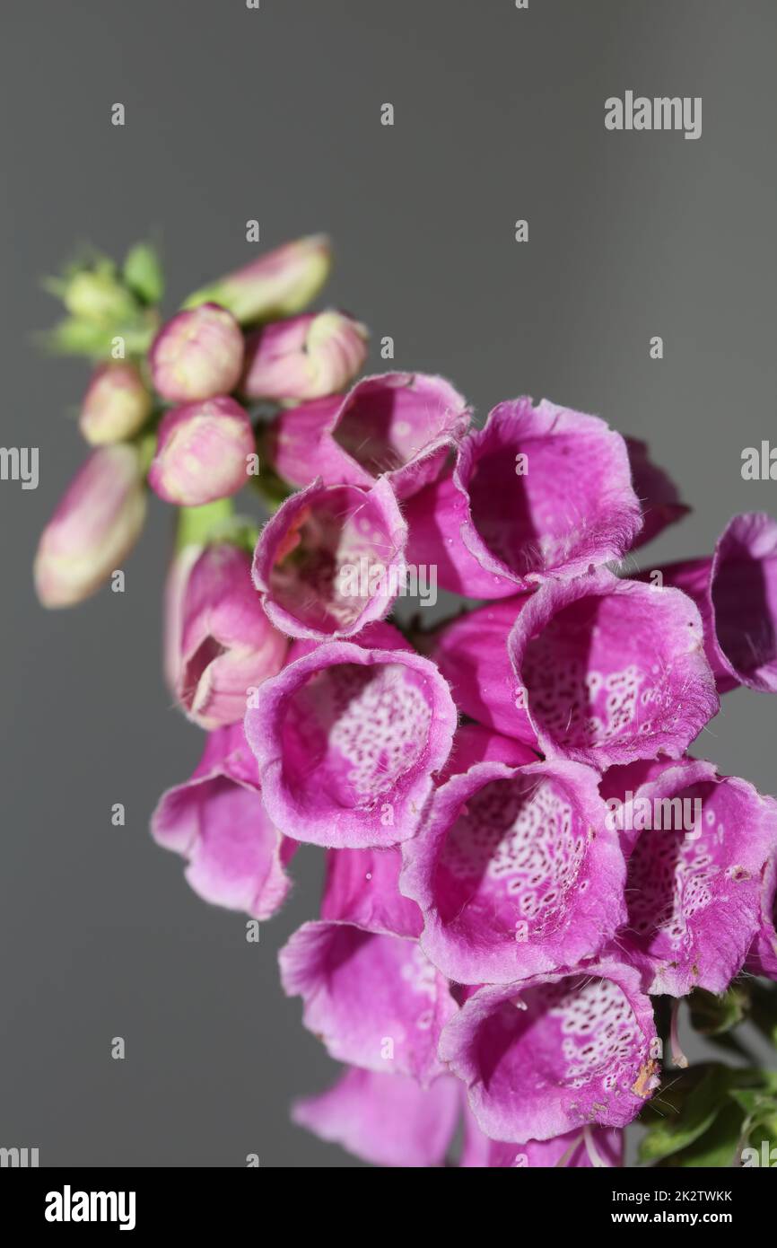 Fiore viola selvaggio primo piano moderno fondo botanico purpurpurea digitale famiglia plantaginaceae alta qualità grande stampa Foto Stock