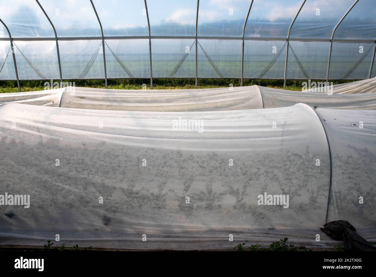 file di kale sotto tunnel ad anello in tessuto da giardino bianco in grenhouse biologica Foto Stock