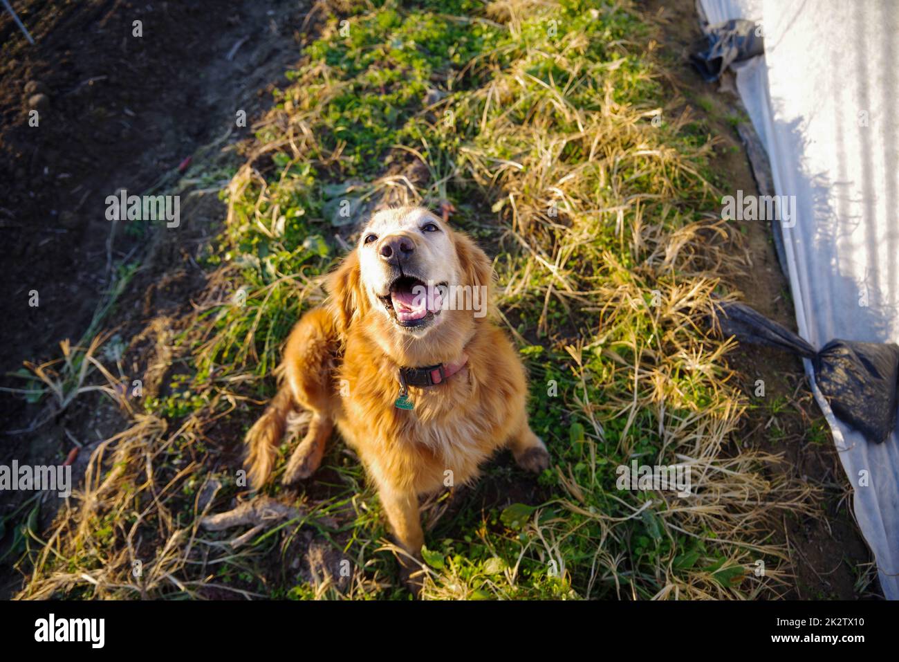 Felice cane fattoria Golden retriever accanto a una fila di raccolti coperti in giardino Foto Stock