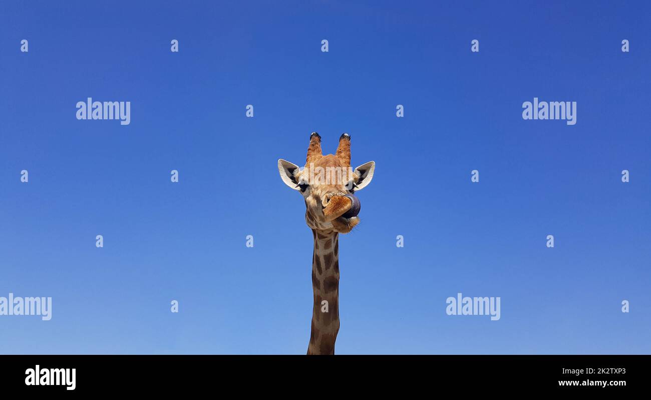 Giraffa con lingua che si affaccia, con cielo blu come colore di sfondo. Giraffa, testa e faccia contro un cielo blu senza nuvole con spazio copia. Giraffa camelopardalis. Divertente giraffa ritratto. Foto Stock