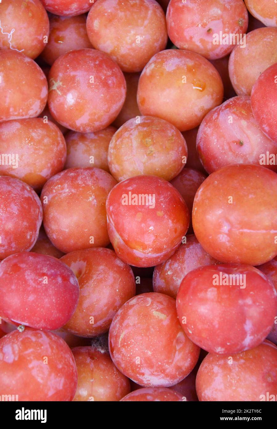 Prugne mature (Prunus latino) della nuova vendemmia Foto Stock