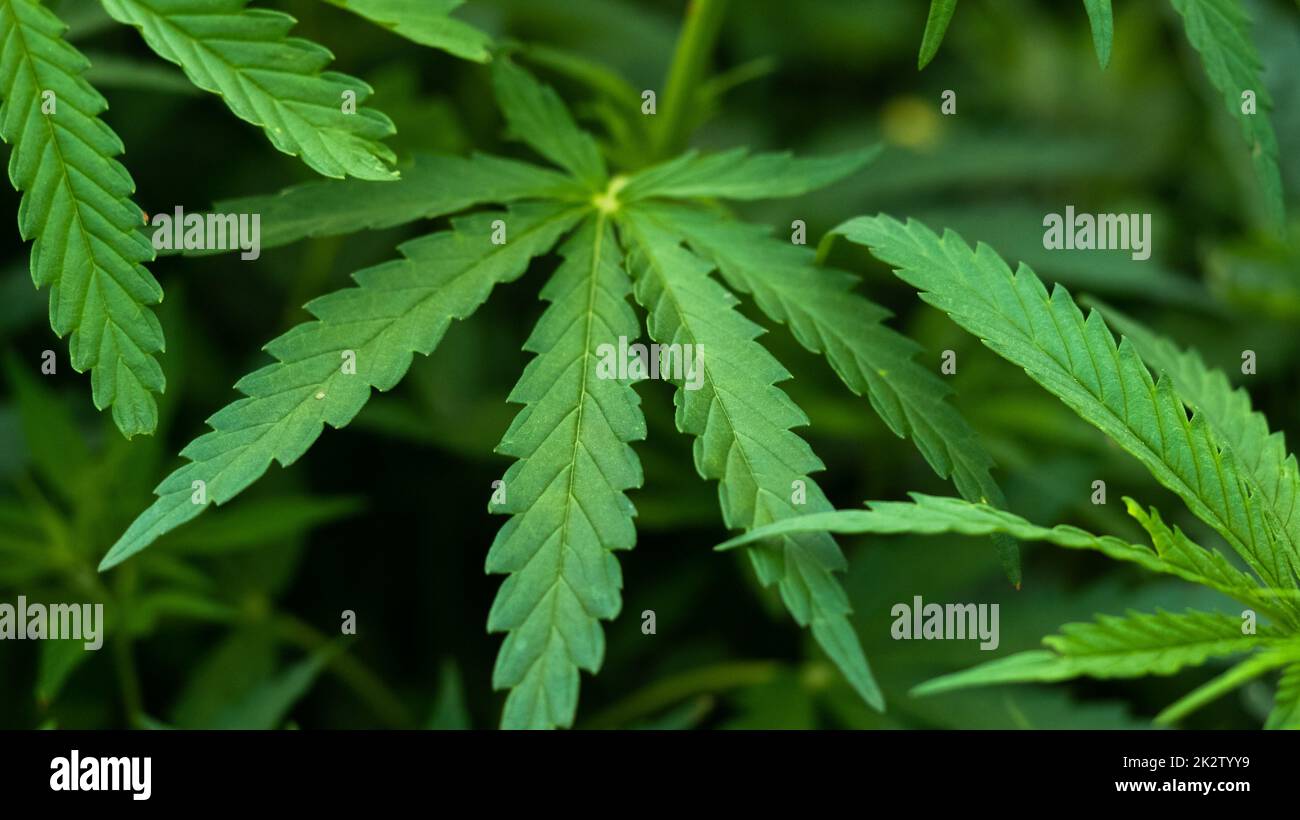 Primo piano foglie di Cannabis sfondo, pianta di canapa Foto Stock