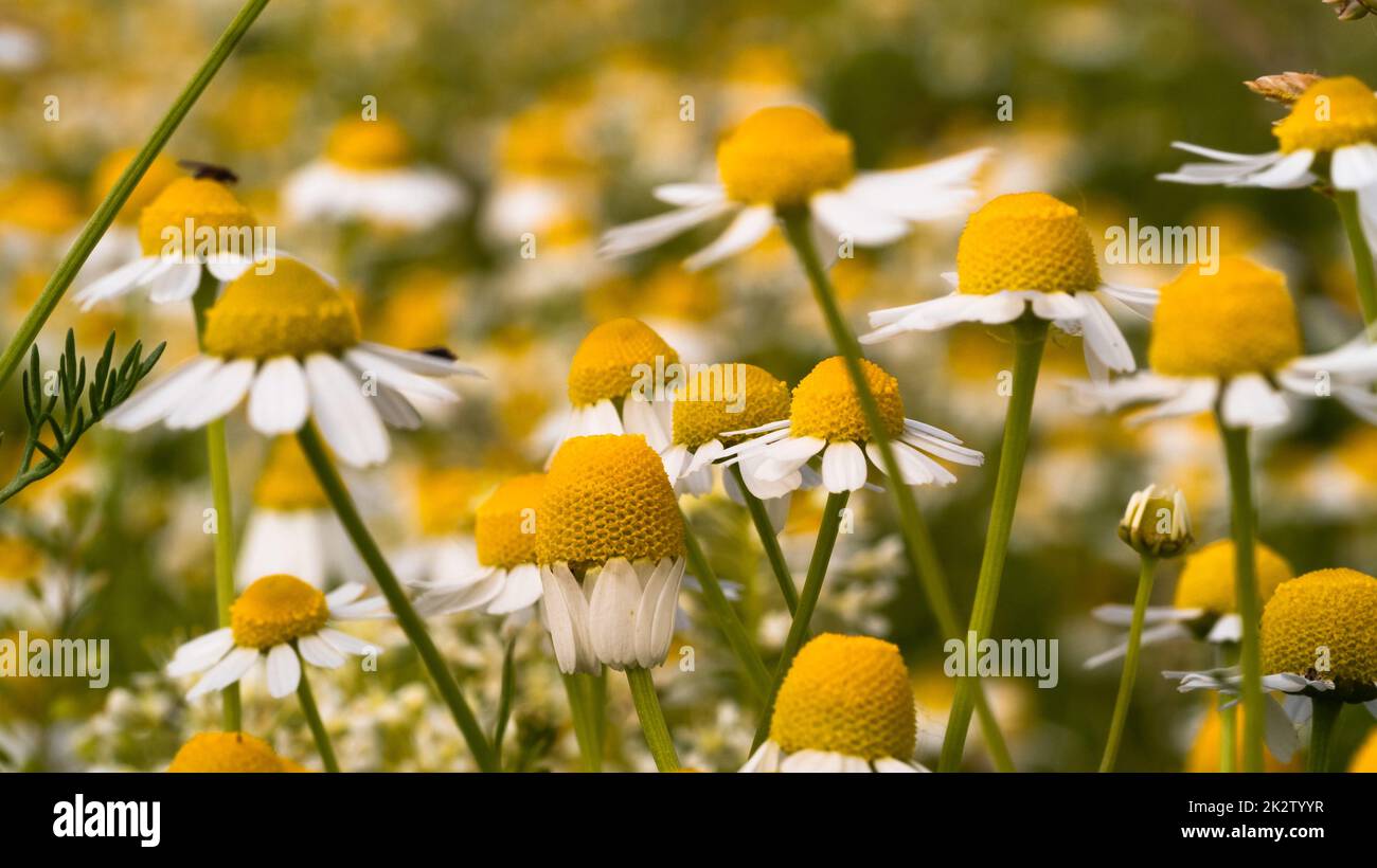 Primo piano campo di fiori Chamomile, prato fiorito Foto Stock