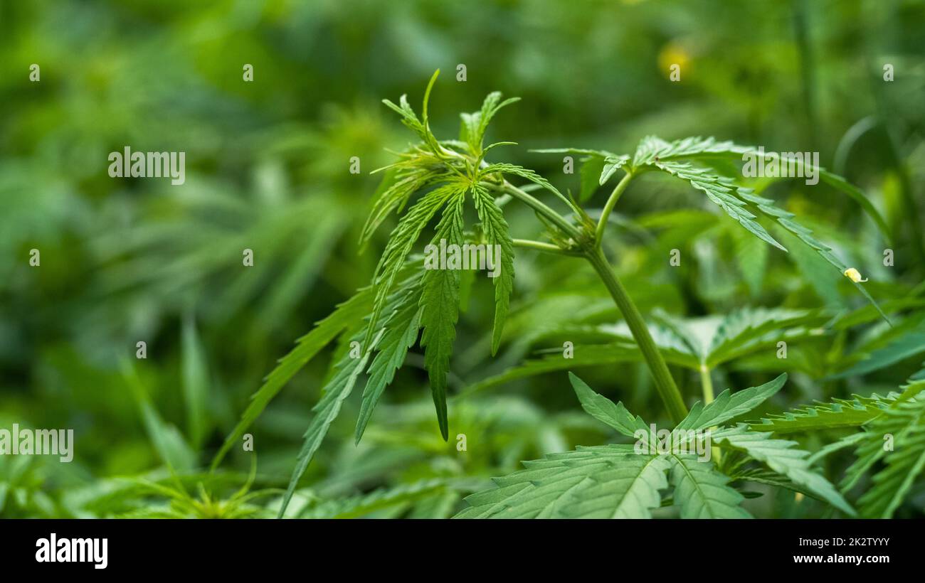 Piante di cannabis in crescita all'aperto, canapa selvatica Foto Stock