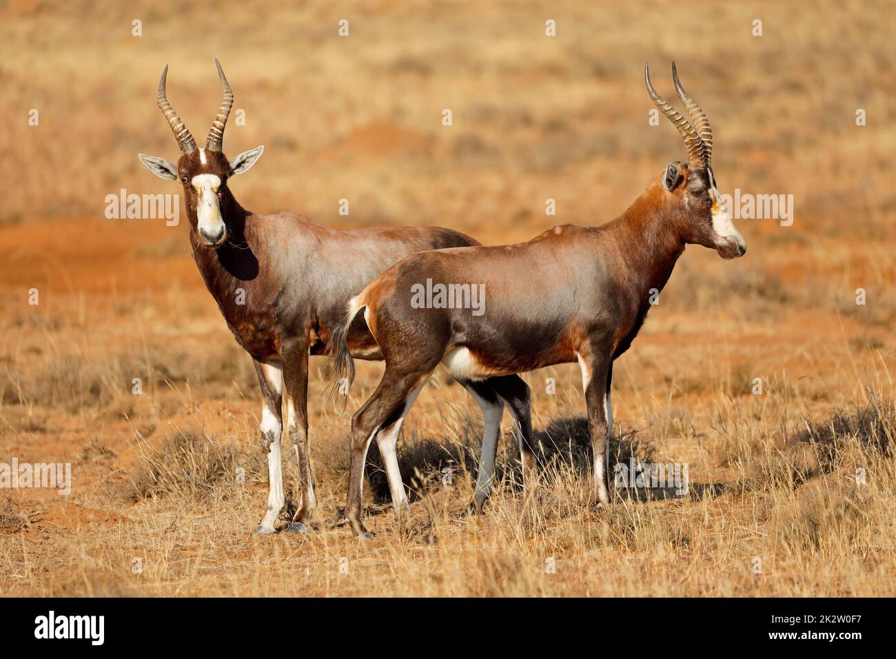 Antilopi di Blesbok in habitat naturale Foto Stock