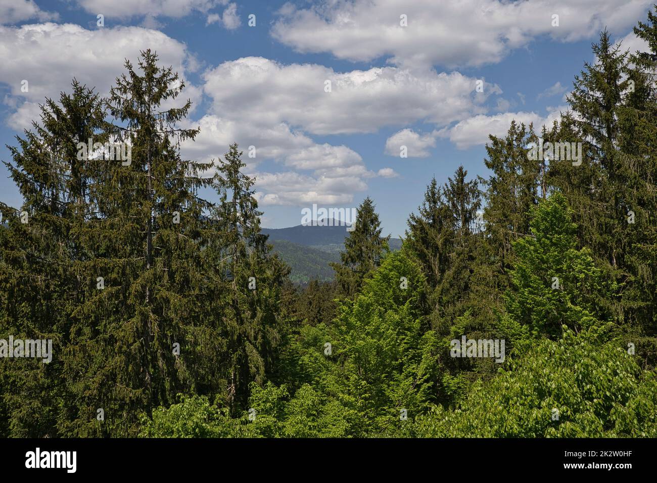 Vista la grande Arber nella Foresta Bavarese Foto Stock