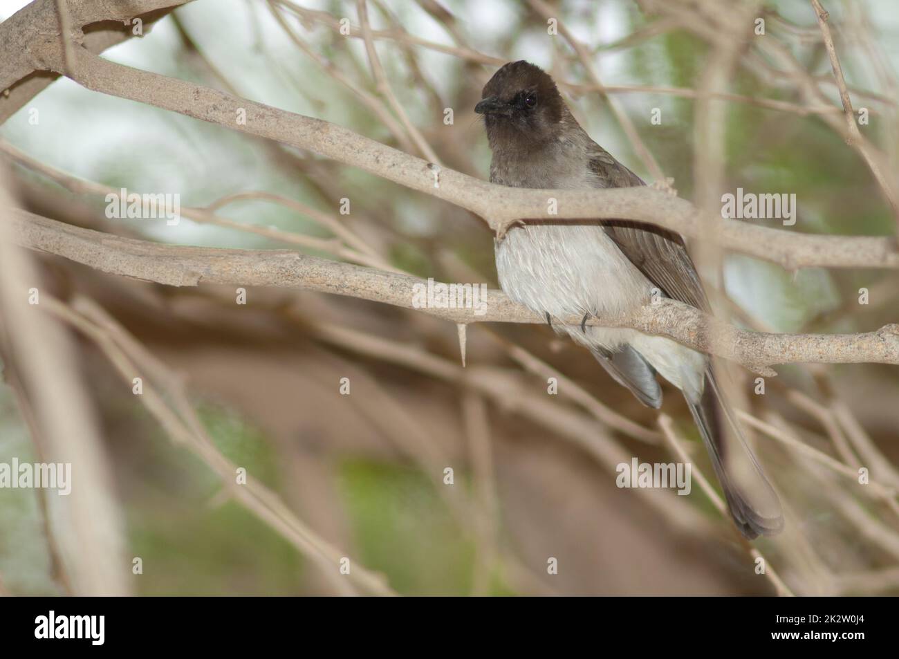 Bulbul Pycnonotus barbatus comune su un ramo. Foto Stock