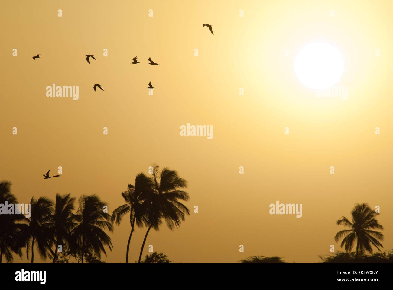Gregge di terns che volano all'alba sopra il fiume Senegal. Foto Stock