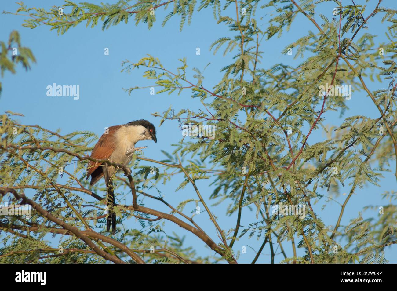 Senegal coucal su un ramo di gomma acacia. Foto Stock