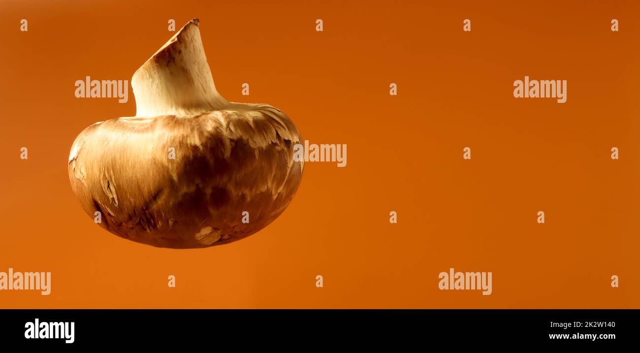 Un fungo fresco su sfondo marrone. Champignon Royal grande marrone non sbucciato. Funghi succosi. Materia prima per cucinare cibi vegani. Banner con spazio di copia. Foto Stock