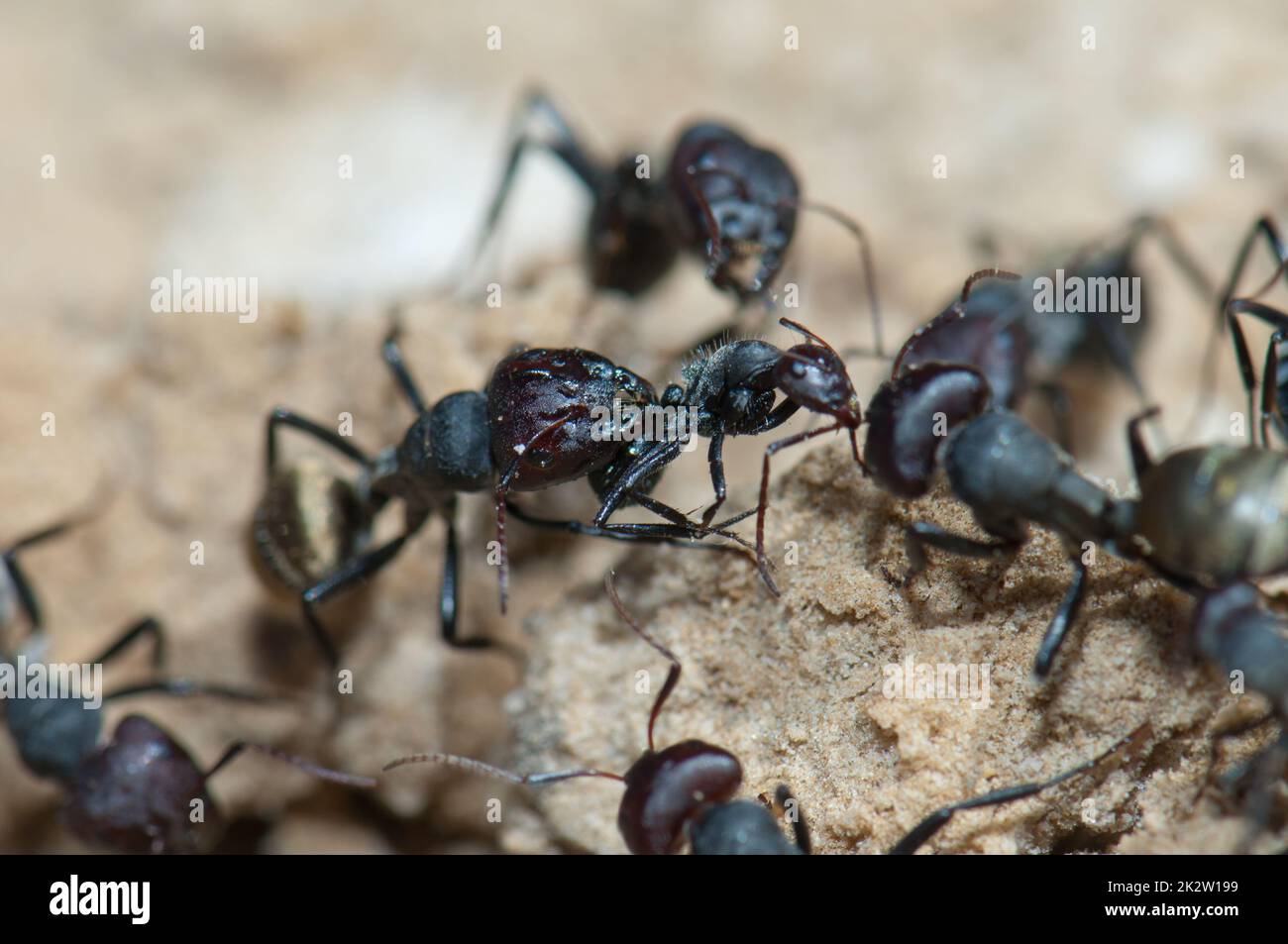 Il sericeus di Camponotus dell'ant dorato che attacca un altro. Foto Stock