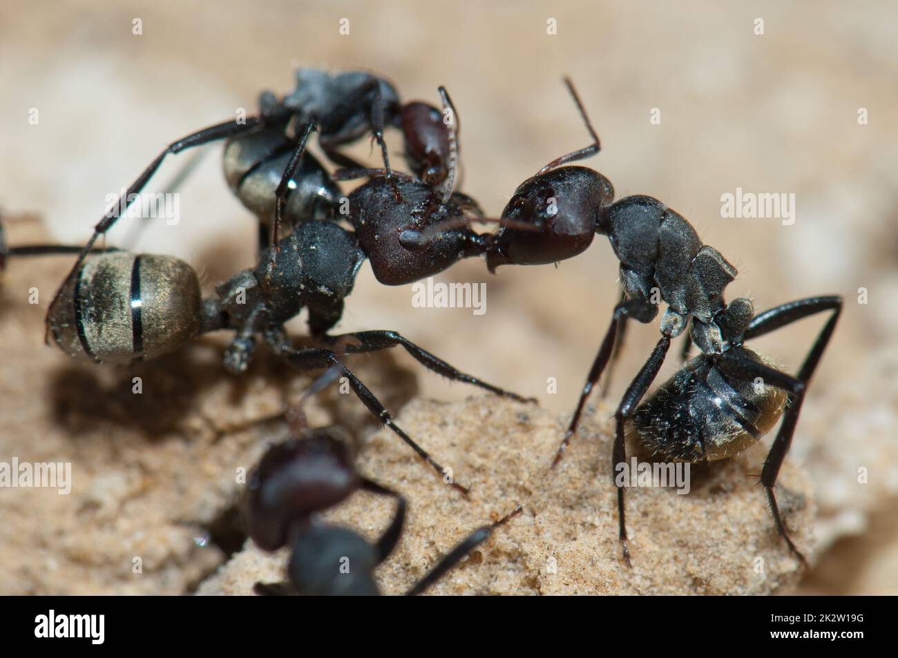 Primo piano delle formiche dorate Camponotus sericeus. Foto Stock