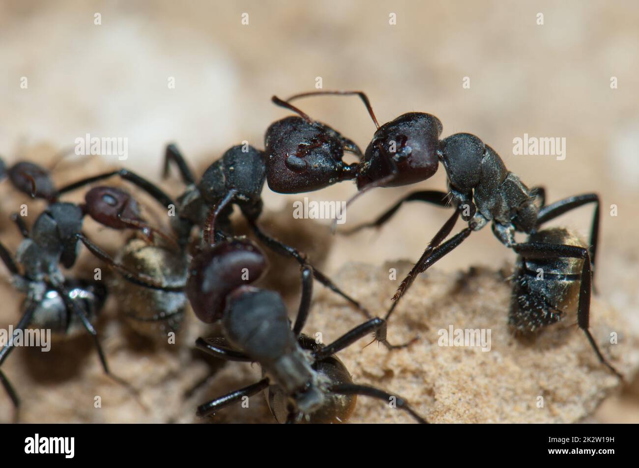 Primo piano delle formiche dorate Camponotus sericeus. Foto Stock