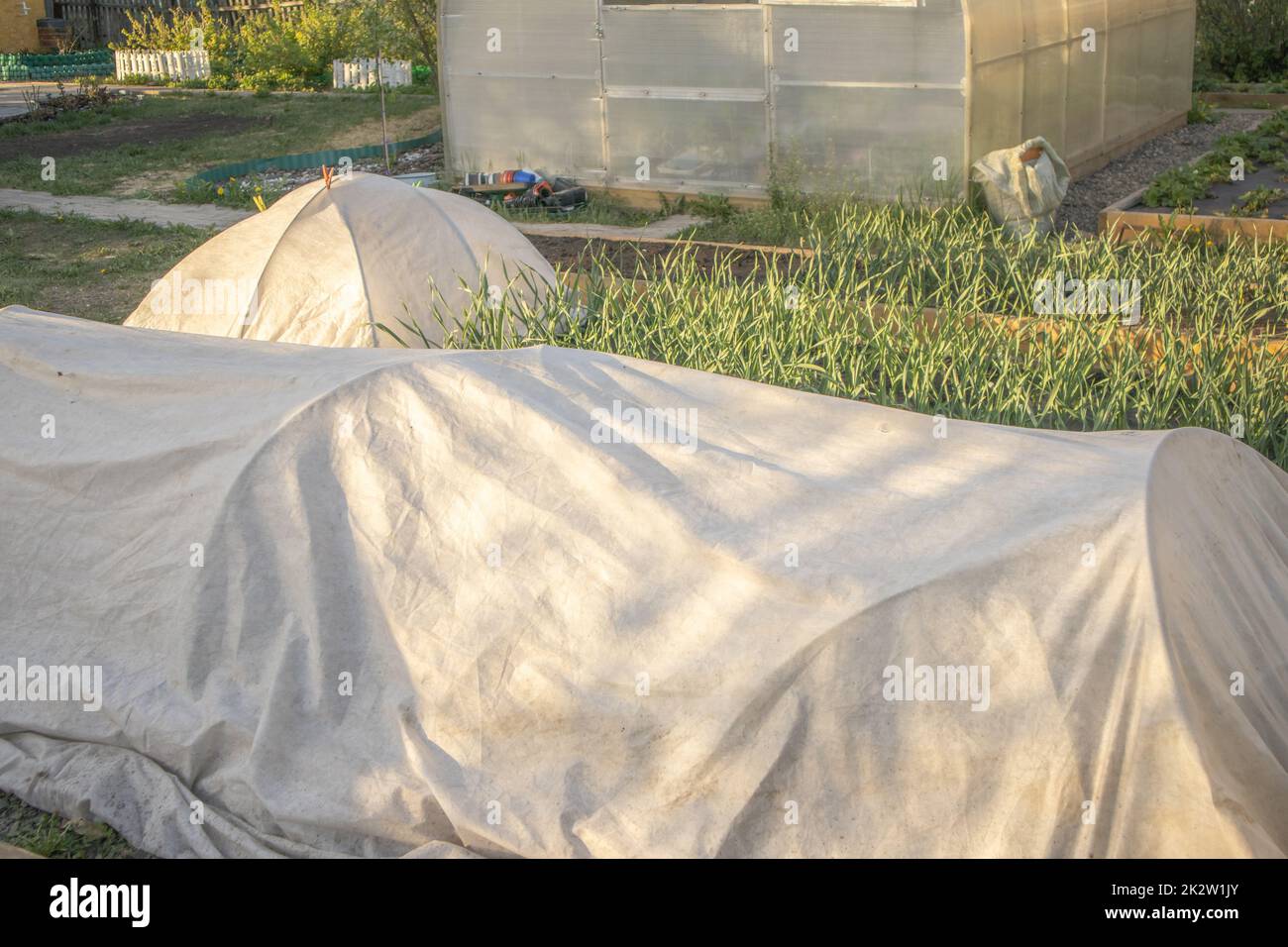 Giovani pianta crescente di vegetali nei letti sotto il materiale di copertura, spunbond. La tecnologia della conservazione del calore nella serra, il concetto di agricoltura Foto Stock