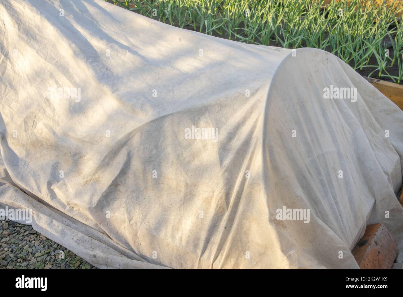 Giovani pianta crescente di vegetali nei letti sotto il materiale di copertura, spunbond. La tecnologia della conservazione del calore nella serra, il concetto di agricoltura Foto Stock