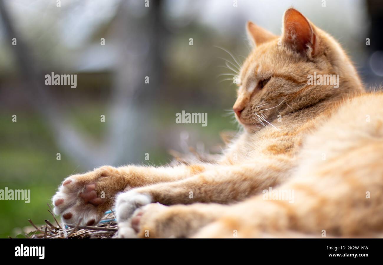 Primo piano di un gatto rosso domestico che riposa pacificamente nel fieno in una calda giornata estiva. Un divertente gatto a strisce arancioni si crogiolava al sole. Un simpatico animale domestico è crogiolarsi sotto il sole primaverile su erba secca. spazio di copia. Foto Stock