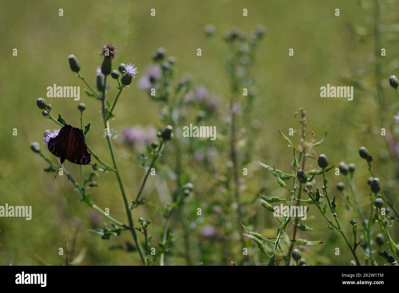 Una farfalla di pavone (Aglais io) su fiori in un campo Foto Stock
