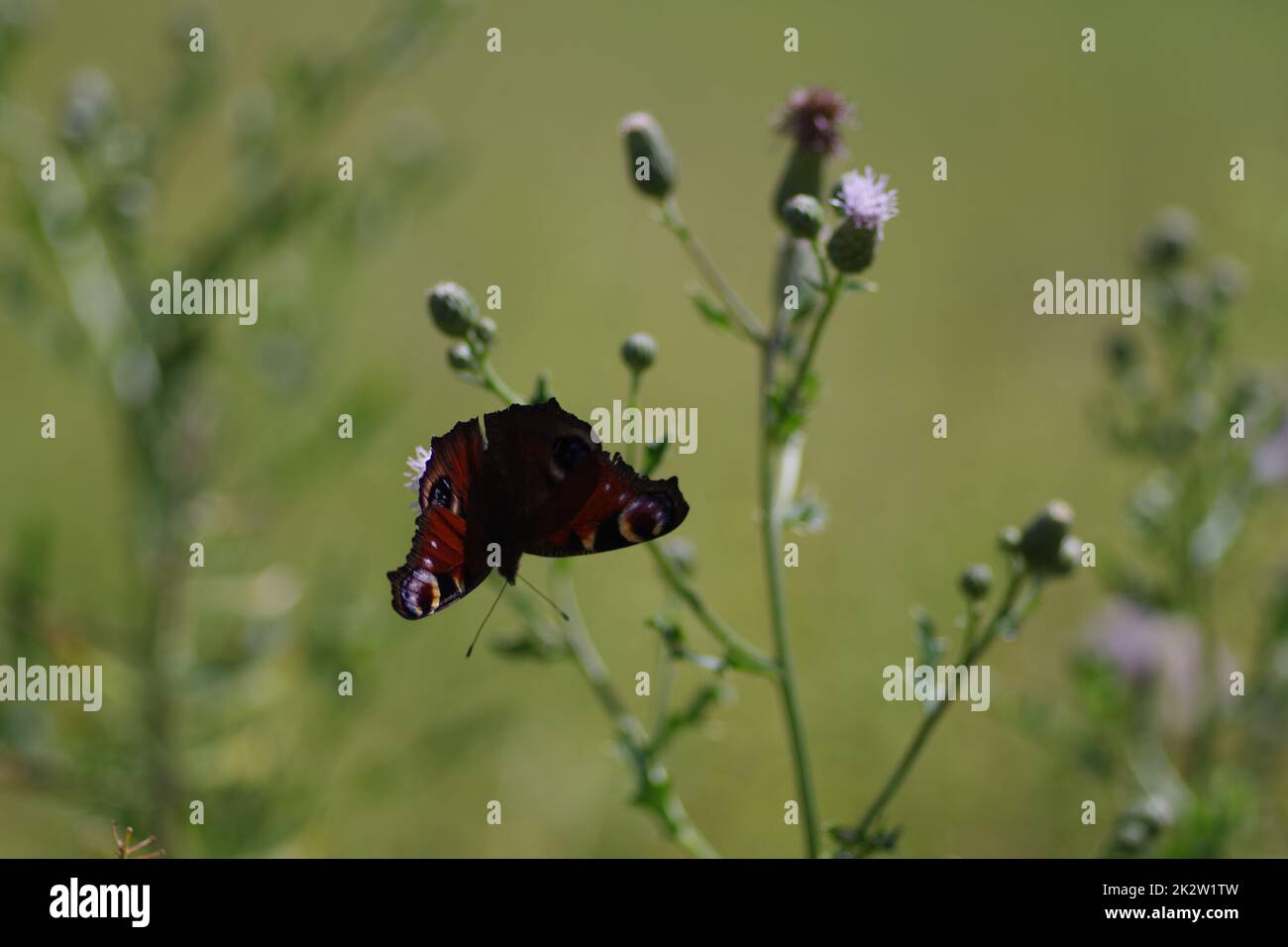 Una farfalla di pavone (Aglais io) su fiori in un campo Foto Stock