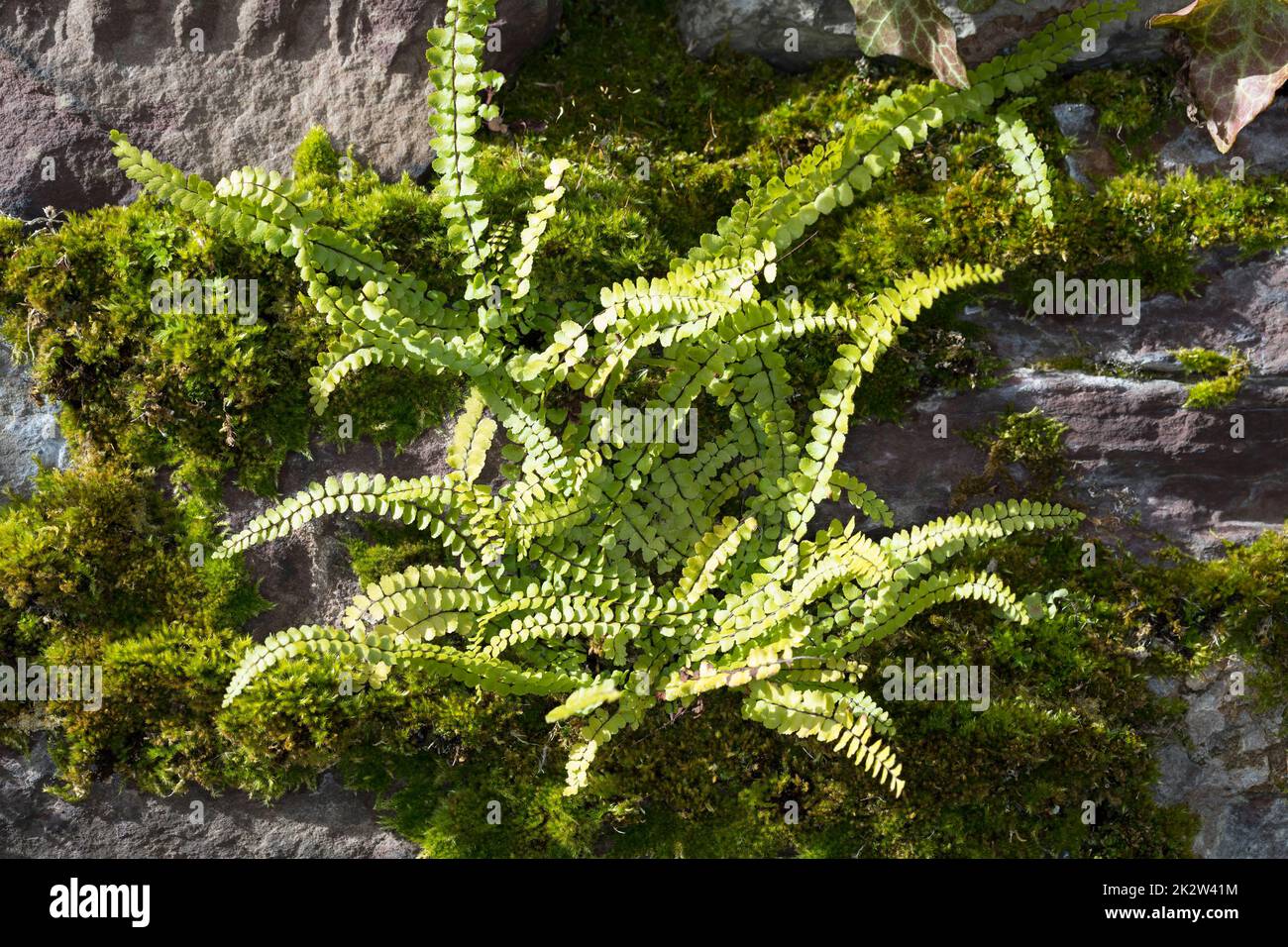 Brauner Streifenfarn, Braunstieliger Streifenfarn, Asplenium trichomanes, an einer alten Mauer, Maidenhair Spleenwort, Fausse-Capillaire Foto Stock